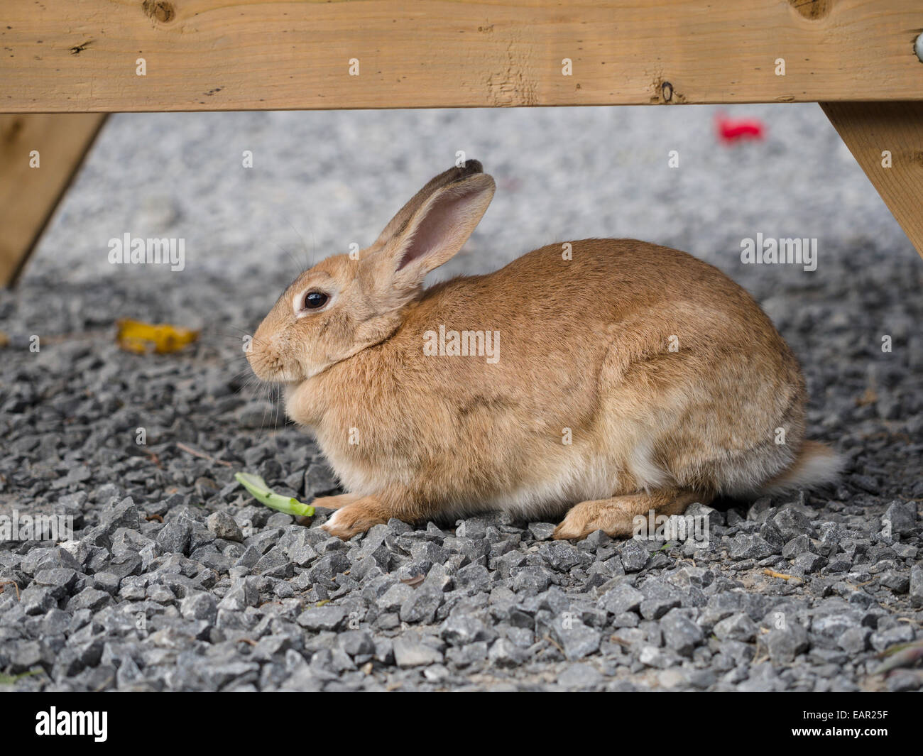 Coniglio Pet sotto un tavolo. Un coniglio marrone si accovaccia sotto un tavolo da picnic. Foto Stock