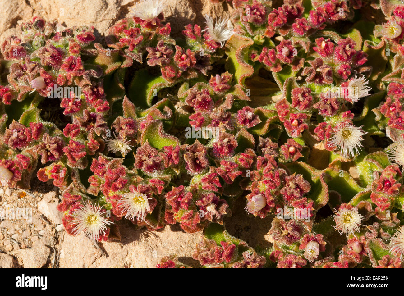Mesembryanthemum crystallinum, Iceplant cristallino di dune sulla Coral Coast, WA, Australia Foto Stock