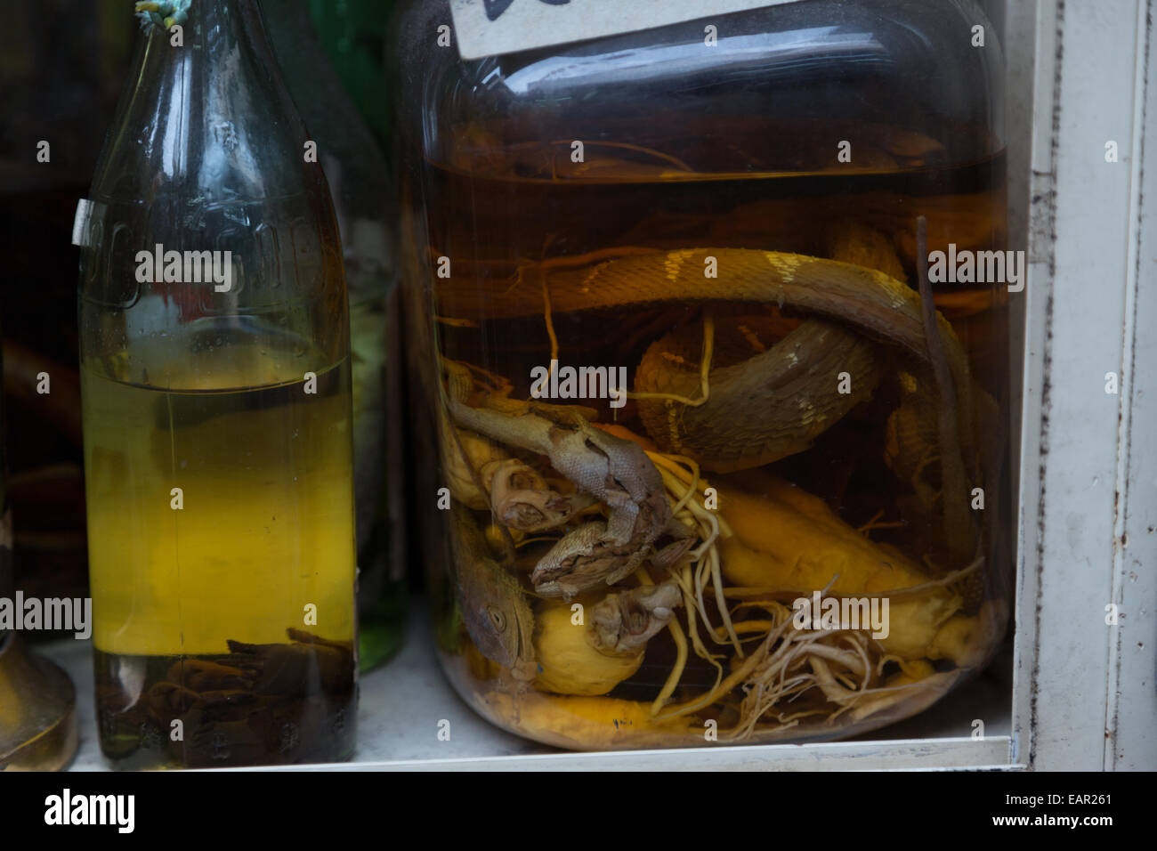 Una fotografia di alcuni serpenti e lucertole conservato per la ricerca scientifica in un liquido giallastro in un vaso. Foto Stock
