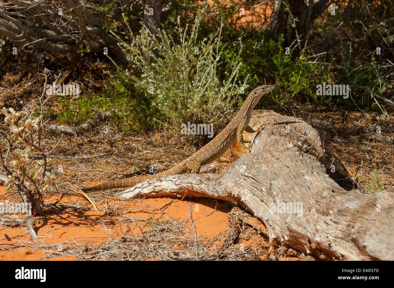Sabbia, Goanna Varanus gouldii in Francois Peron NP, WA, Australia Foto Stock