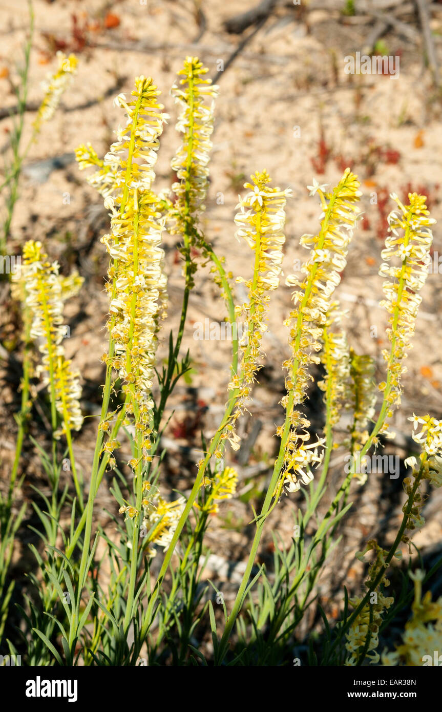 Synaphea gracillima, pennacchi giallo in Kalbarri NP, WA, Australia Foto Stock