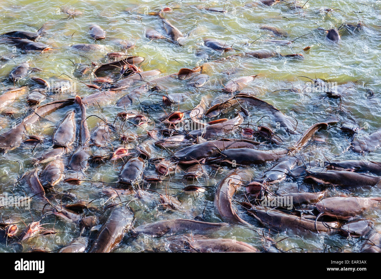 Secca di catfishes slithering in acqua di lago Gadsisar, Jaisalmer, Rajasthan, India Foto Stock