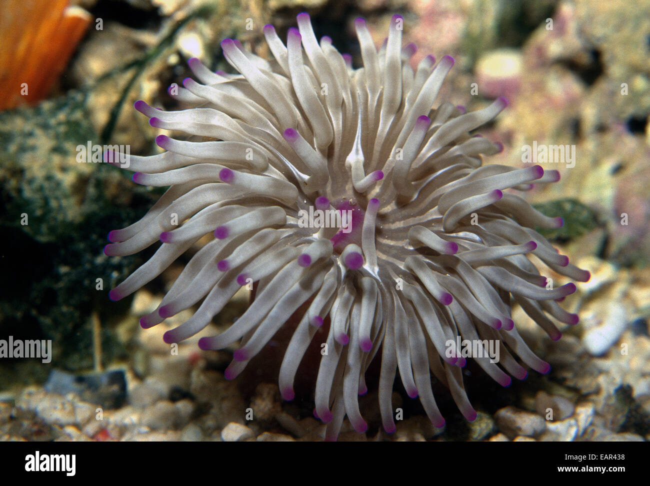 Anemone dorato, Condylactis aurantiaca, anemone marittimo nella famiglia Actiniidae, Italia, Mare Mediterraneo Foto Stock