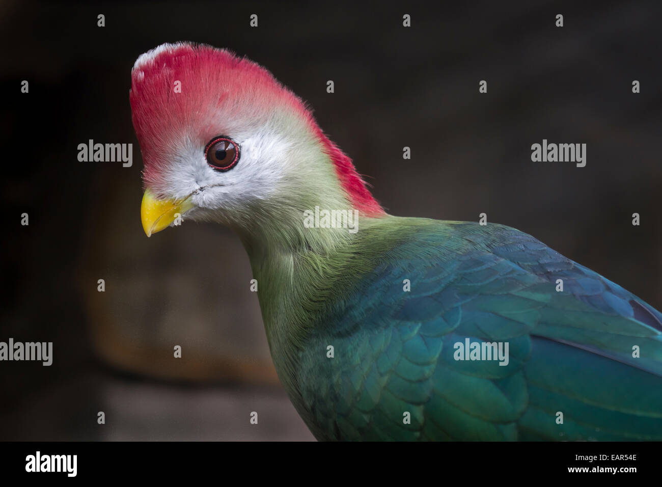 Chiudere dettagliate fino fotografia di un rosso-crested's Turaco. L'uccello nazionale dell'angola. Icona per conservazione. singola immagine isolato Foto Stock