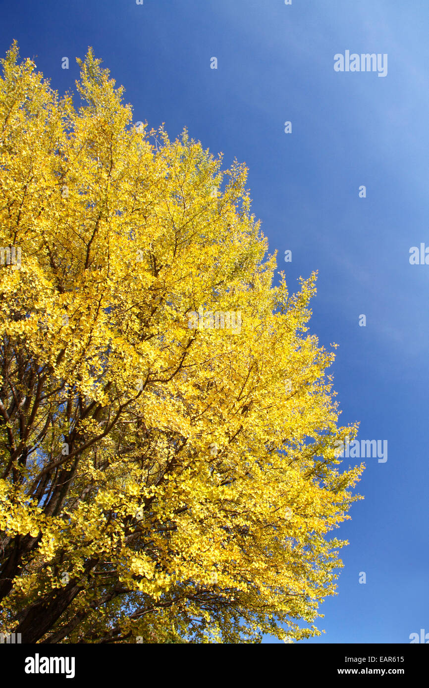 Foglie di autunno Foto Stock