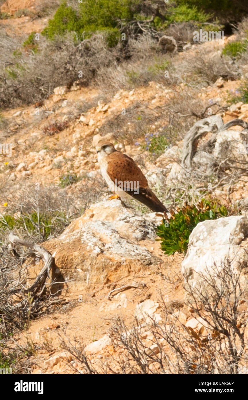 I capretti Brown Falcon, Falco berigora a Red Bluff, Kalbarri NP, WA, Australia Foto Stock