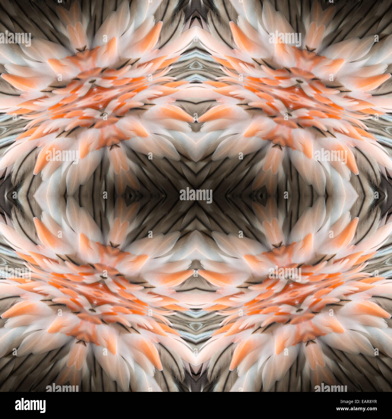 Abstract design decorativo modello di rosa e nero texture di piume Foto Stock