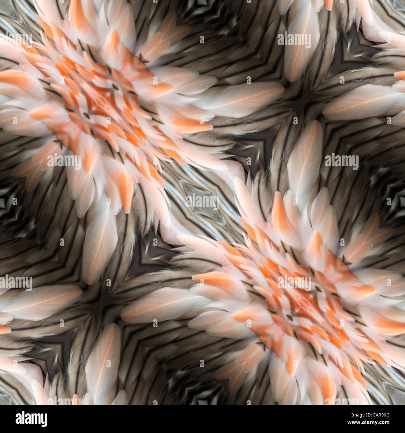 Abstract design decorativo modello di rosa e nero texture di piume Foto Stock