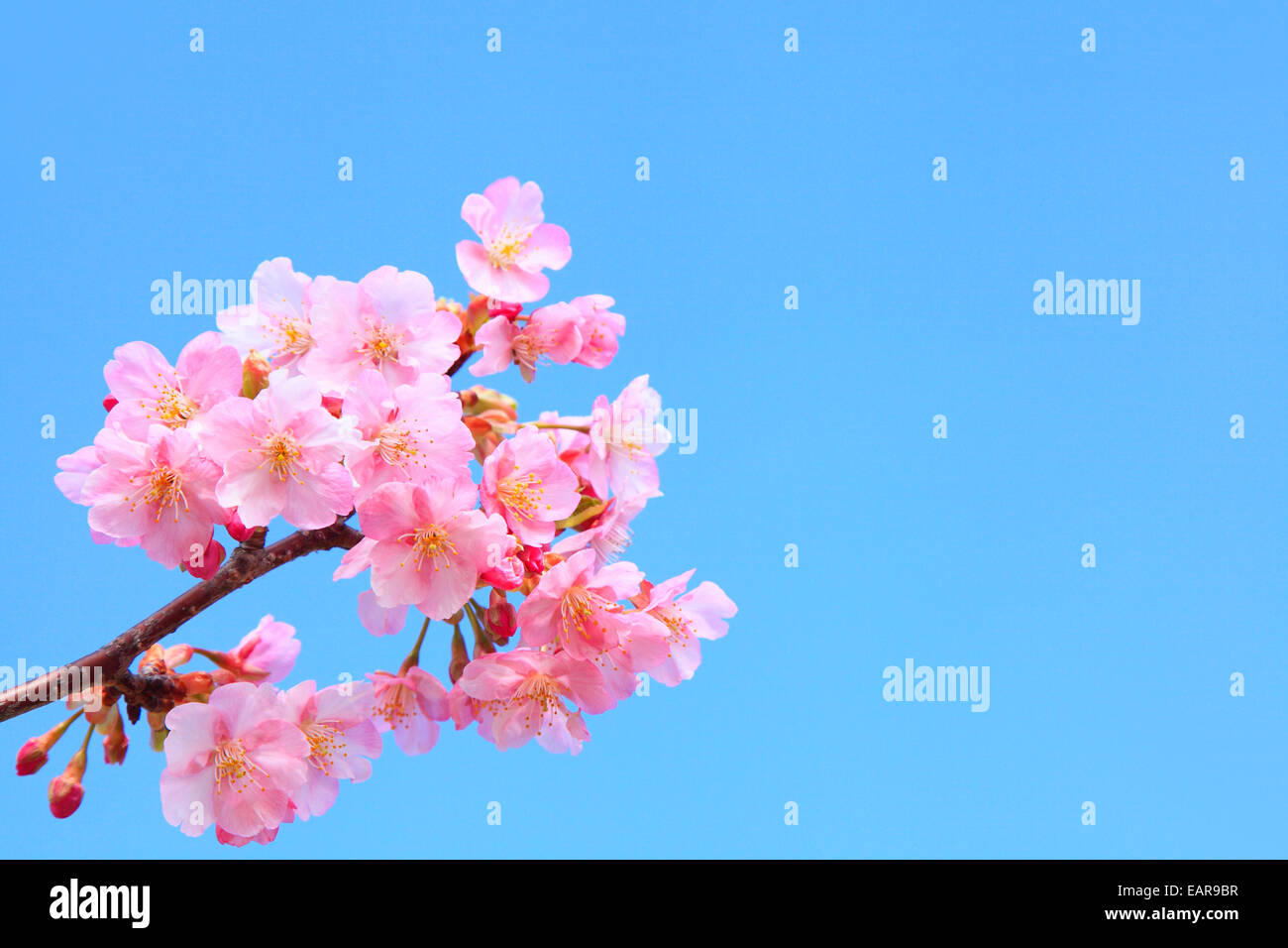 Fiori di ciliegio Foto Stock