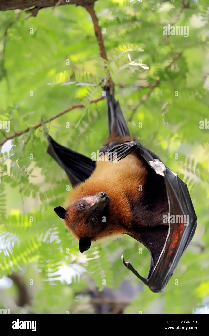 Indian Flying Fox o maggiore frutto indiano Bat (Pteropus giganteus), maschio a roost, Uttar Pradesh, India Foto Stock