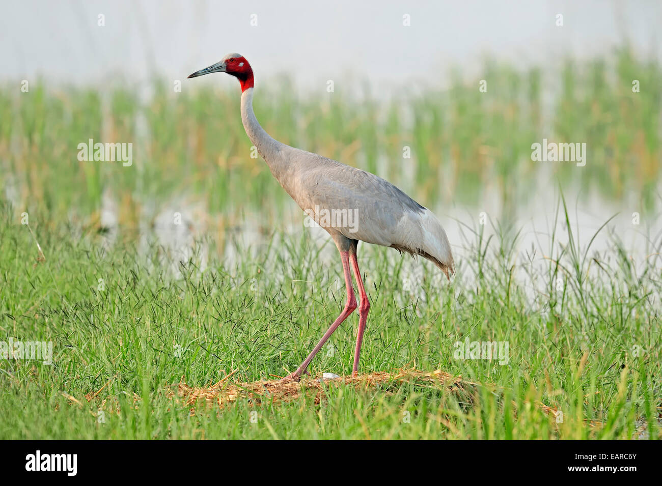 Gru Sarus (Grus antigone) al nido, Rajasthan, India Foto Stock