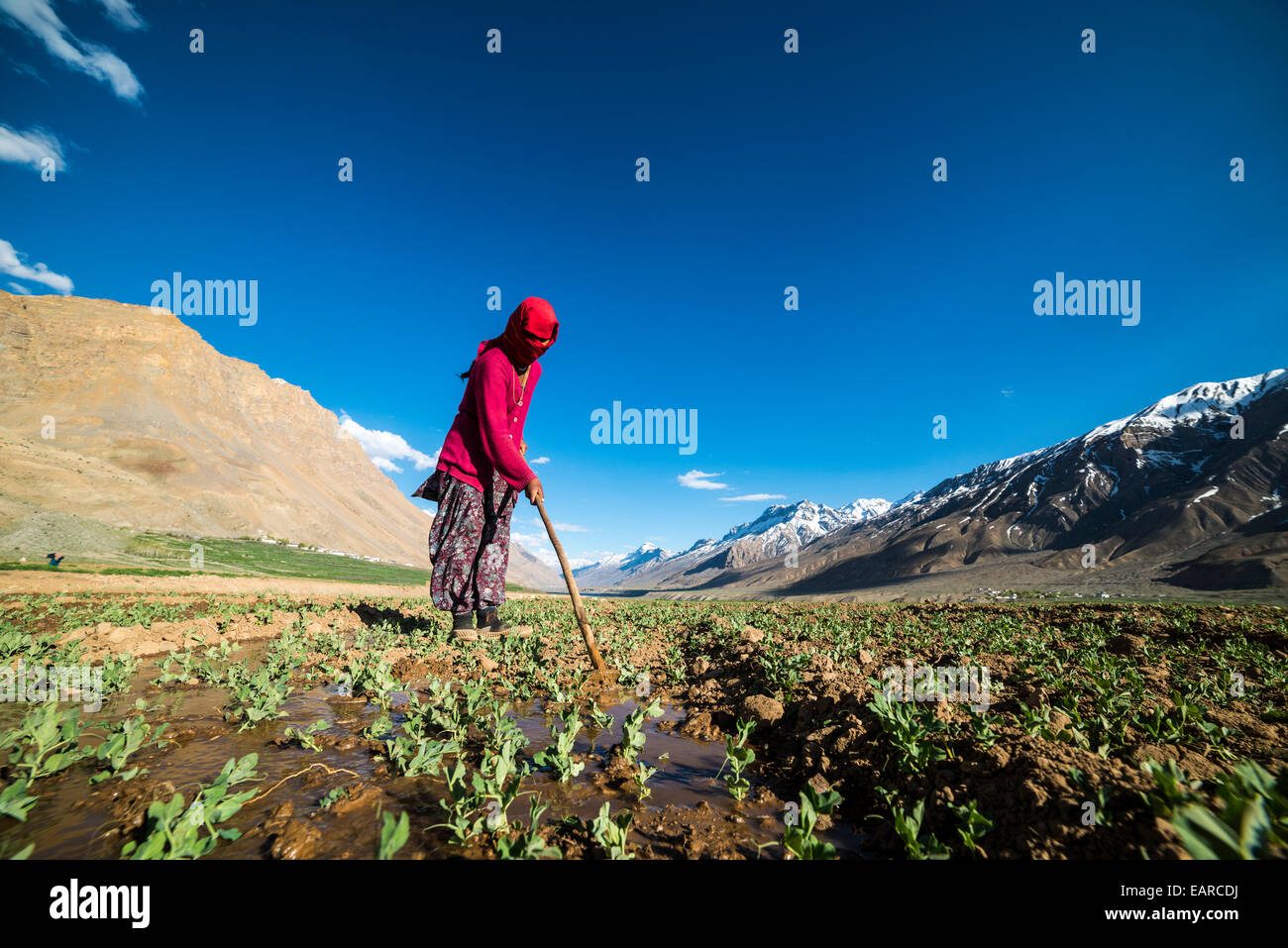 Donna locale irrigazione dei campi, Spiti valley, Himachal Pradesh, India Foto Stock