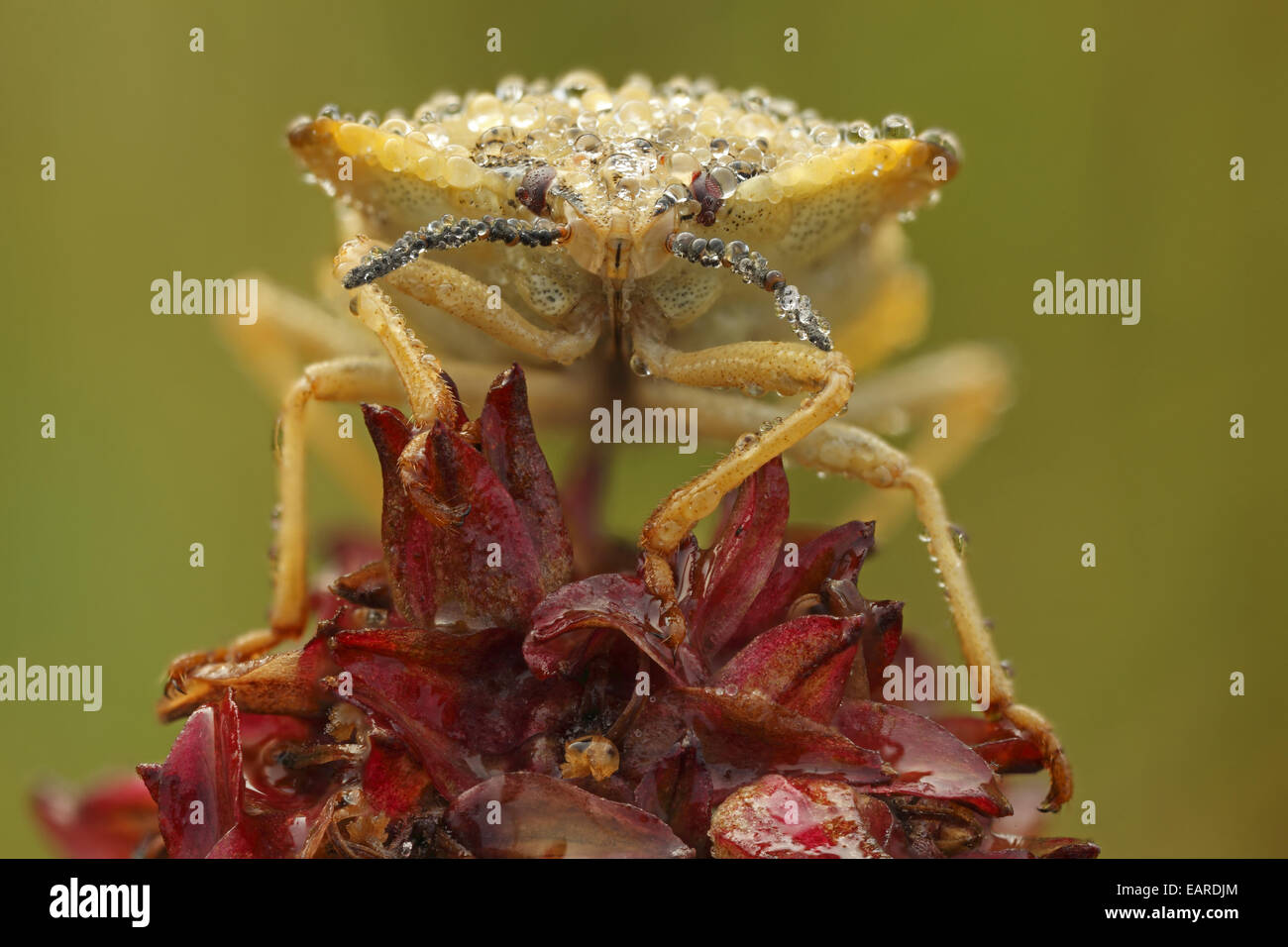 Il fetore Bug (Carpocoris fuscispinus), Hesse, Germania Foto Stock