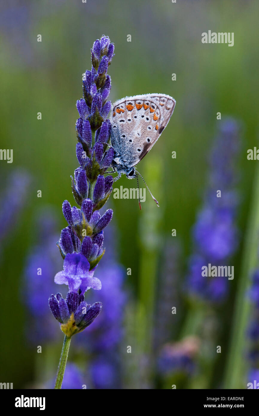 Comune (blu Polyommatus icarus) seduti sui fiori di lavanda (Lavandula angustifolia), Provenza, Francia Foto Stock