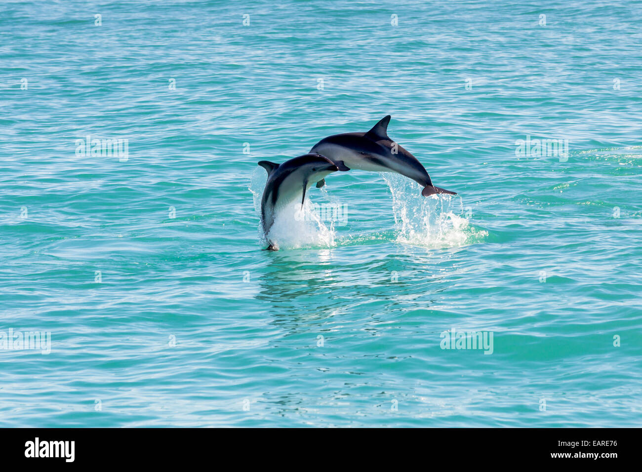Due Hector's delfini (Cephalorhynchus hectori) riunione in aria mentre salta fuori dell'acqua, Ferniehurst Foto Stock