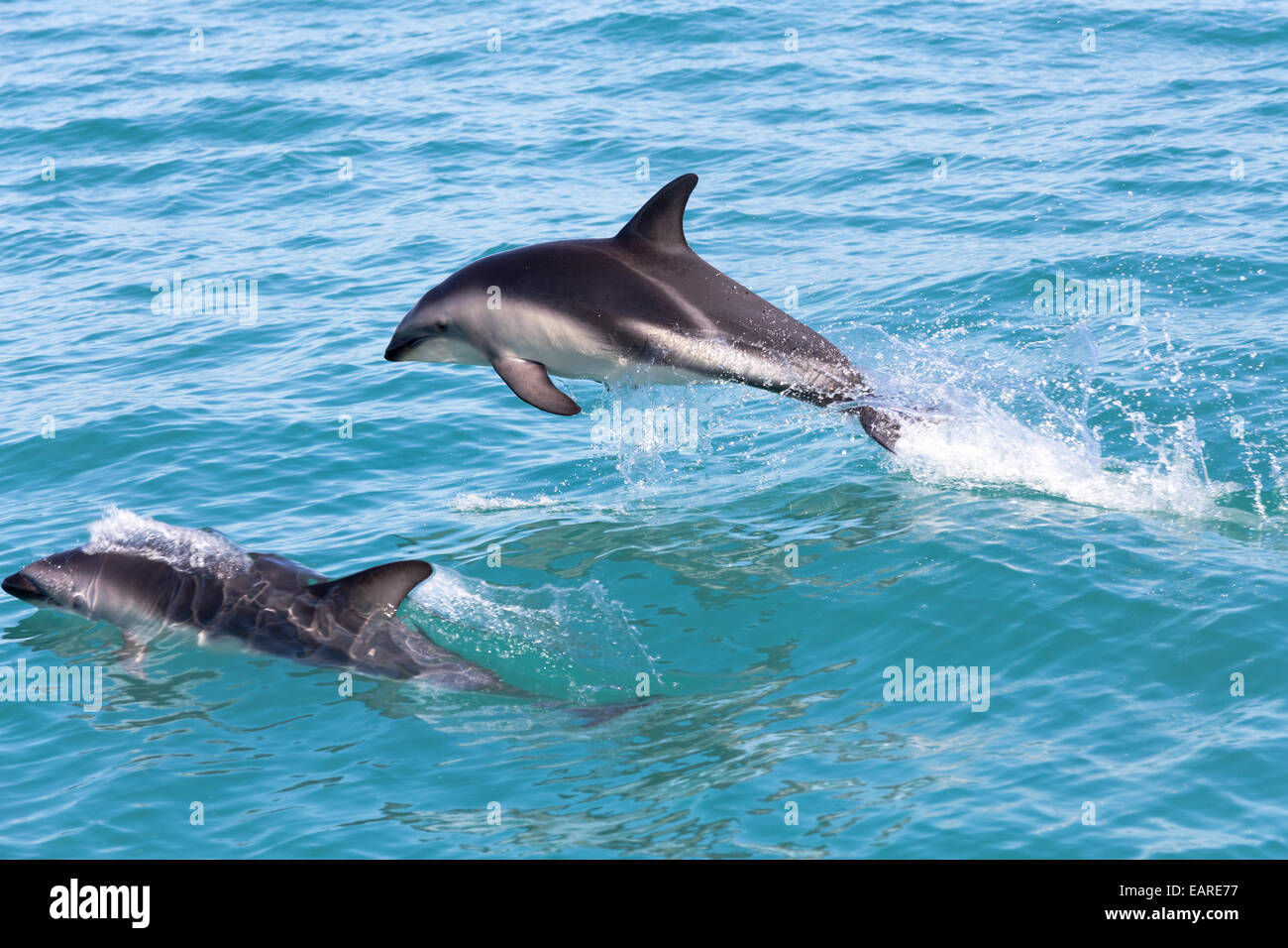 Hector's delfini (Cephalorhynchus hectori) salta fuori dell'acqua, Ferniehurst, regione di Canterbury, Nuova Zelanda Foto Stock