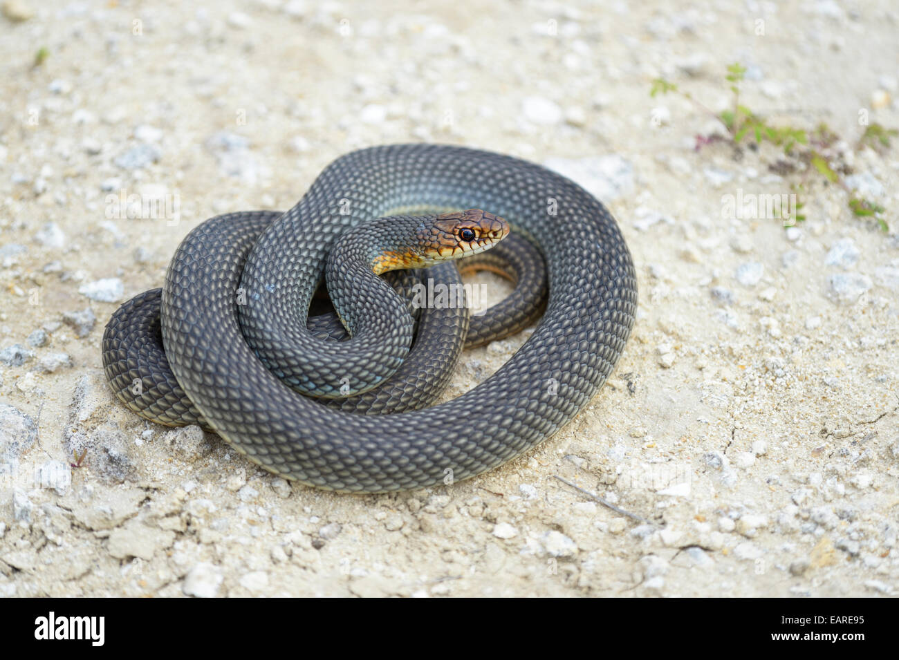 Caspian Whipsnake (Dolichophis caspius), avvolto a ricciolo, pronti a combattere, Pleven regione, Bulgaria Foto Stock