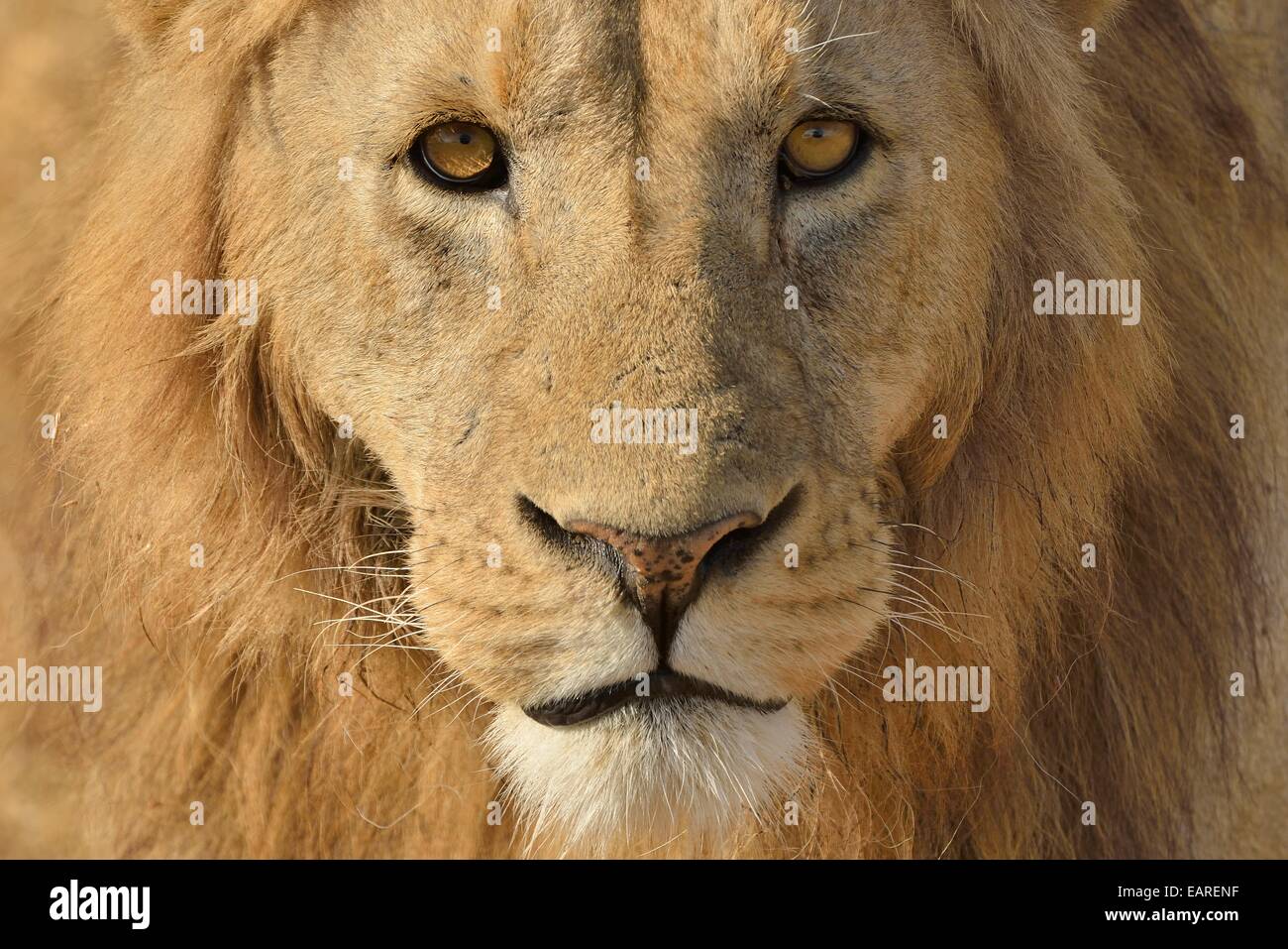 Lion (Panthera leo), con una criniera, ritratto, Ngorongoro, Serengeti, Tanzania Foto Stock