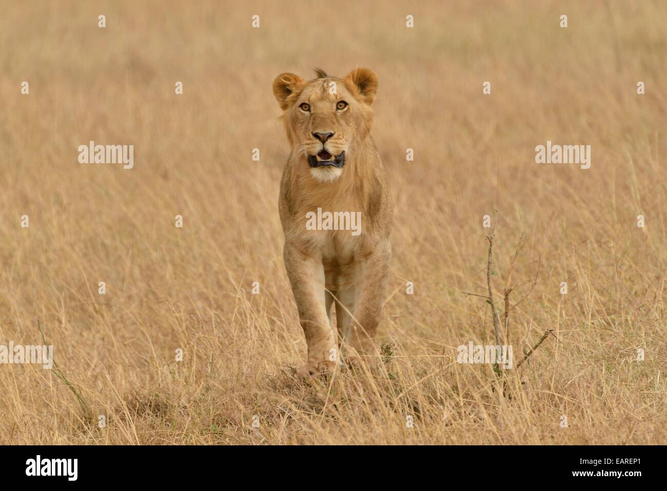 Leonessa (Panthera leo), Massai Mara, Rift Valley Provincia, Kenya Foto Stock