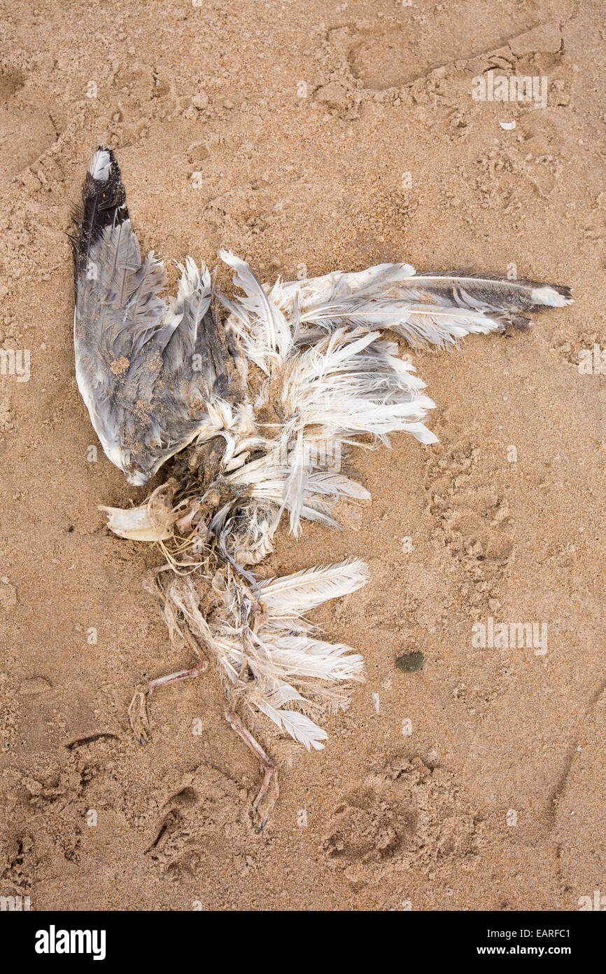 Un morto Aringa Gull lavato fino sulla spiaggia vicino Craster, Northumberland, Regno Unito. Foto Stock