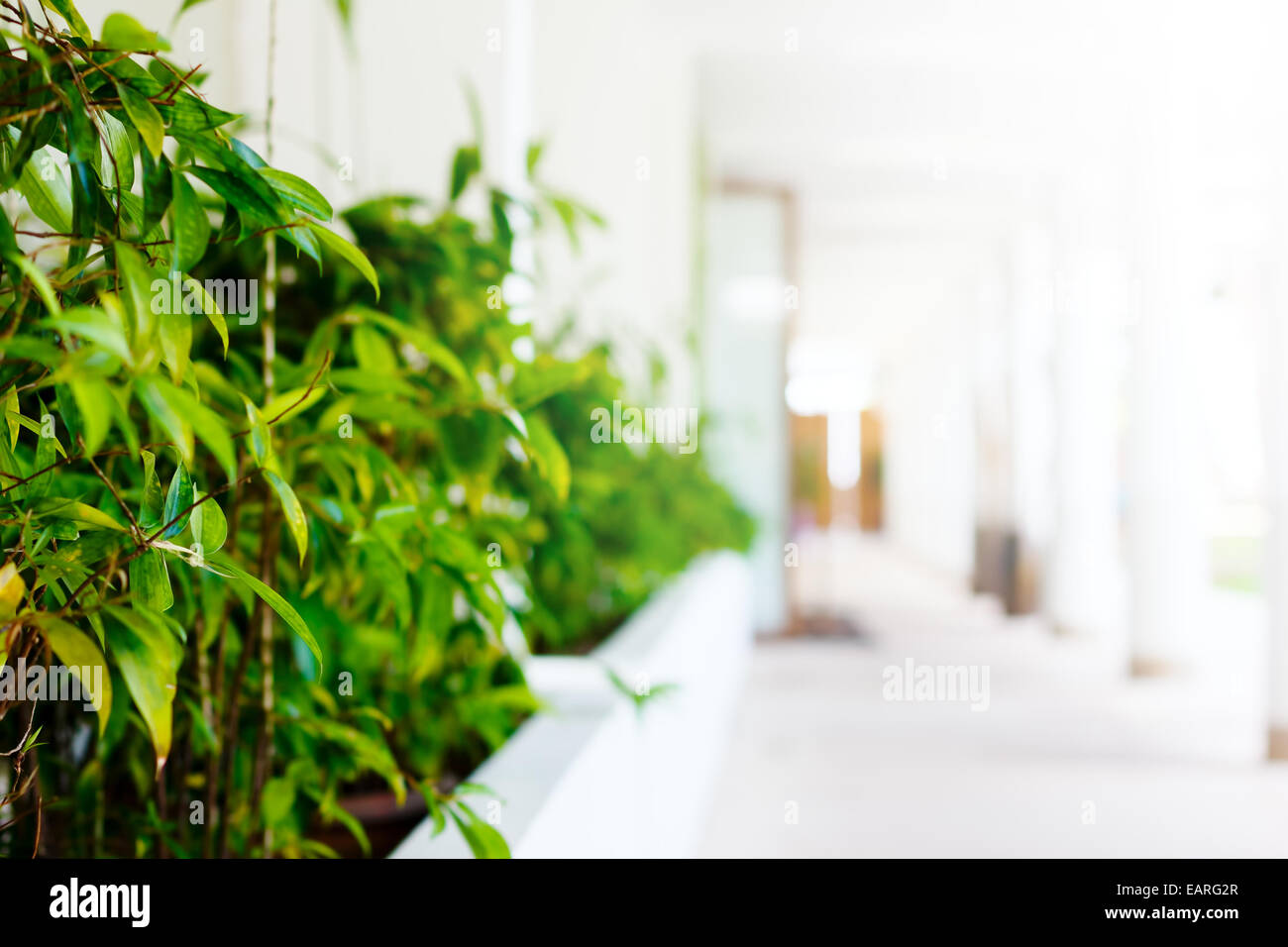 Sfocata immagine astratta di white hotel lobby con una siepe verde Foto Stock