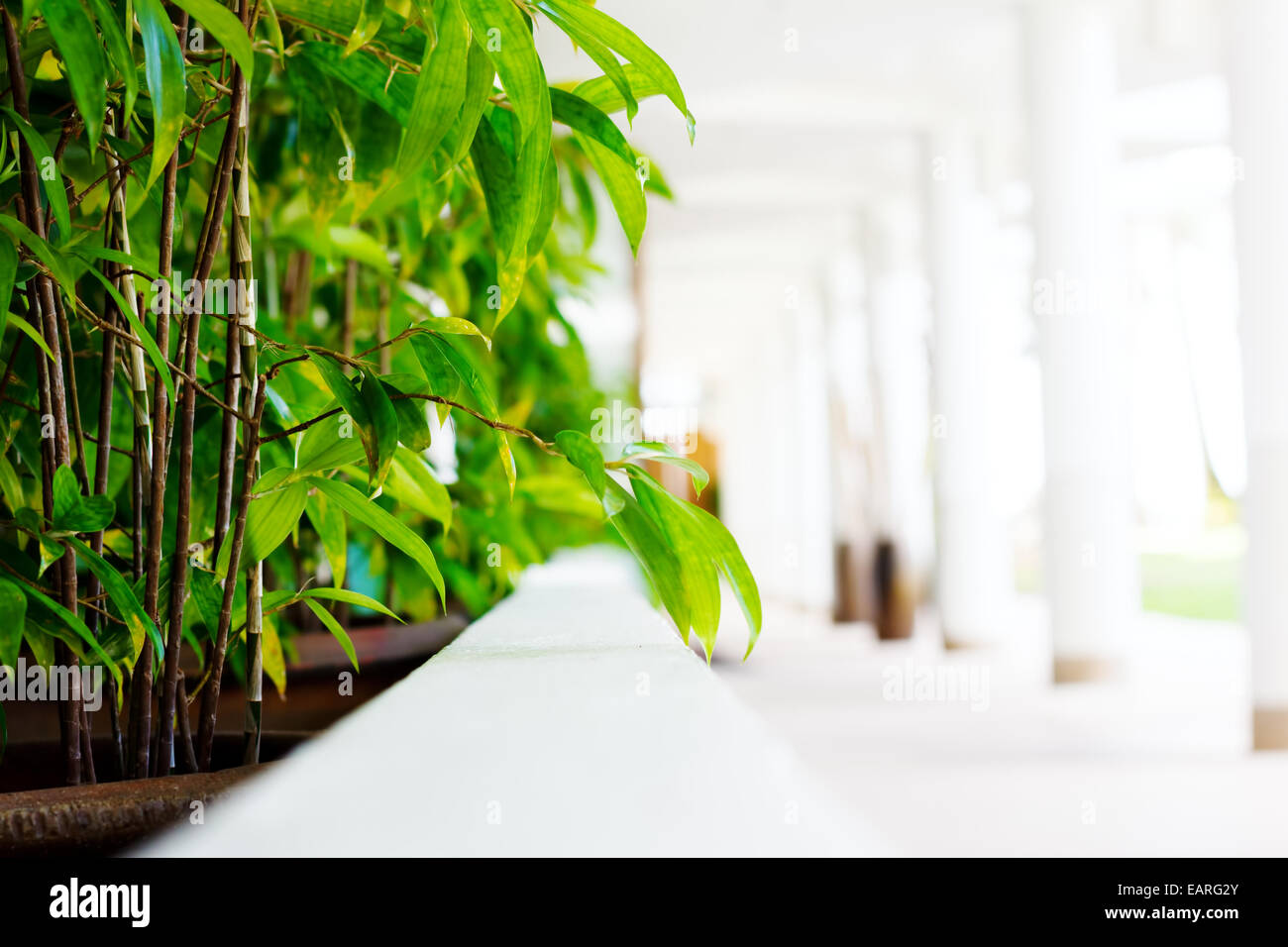 Sfocata immagine astratta di white hotel lobby con una siepe verde Foto Stock