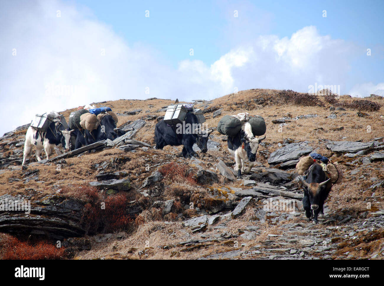 Yak che trasportano carichi pesanti su un percorso di alta in Himalaya indiano nello stato del Sikkim Foto Stock