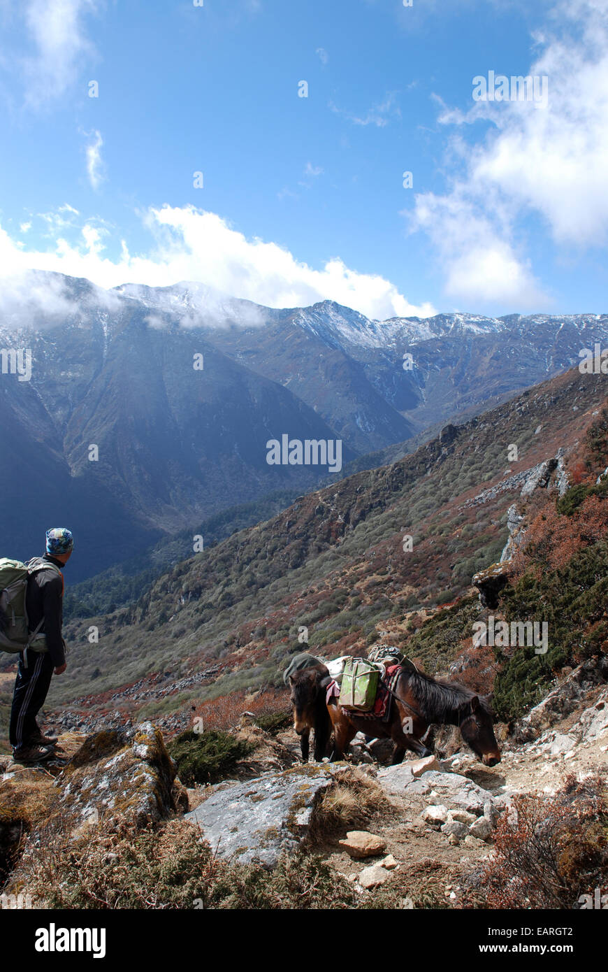 Pony che trasportano carichi pesanti attraversare un passa alto in montagna himalayana nello stato indiano del Sikkim Foto Stock