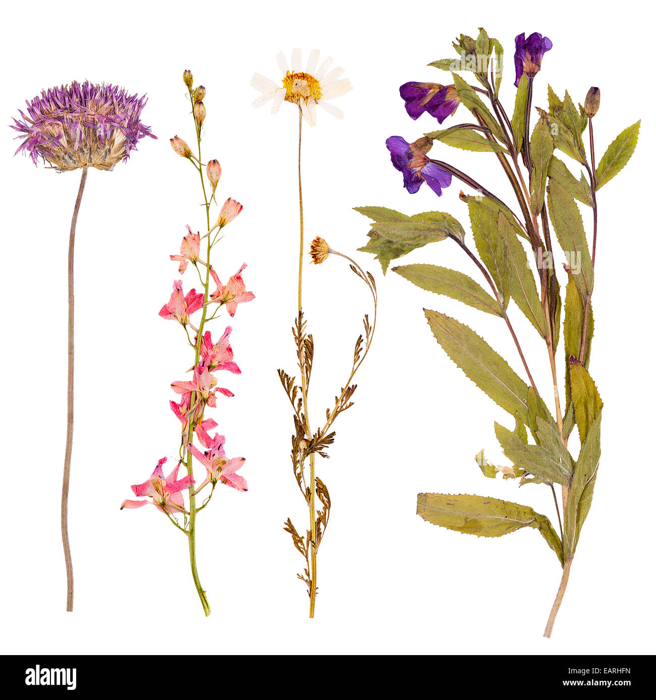 Set di wild fiori asciutti premuto, isolato Foto Stock