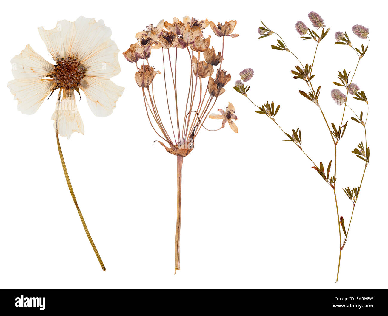 Set di wild fiori asciutti premuto, isolato Foto Stock