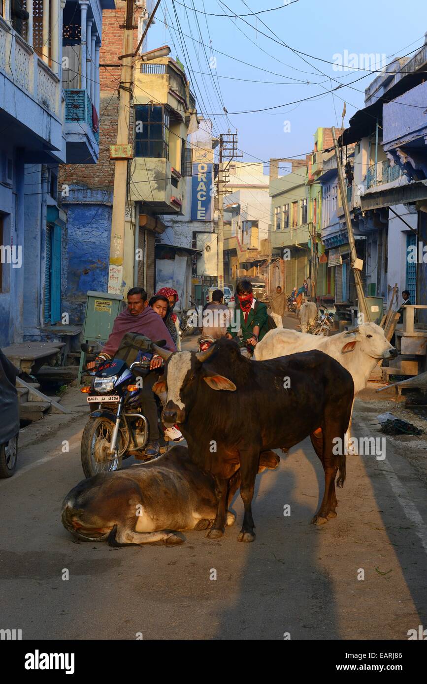 India Rajasthan, regione di Mewar, Bundi atmosfera da villaggio di una strada con le sue vacche sacre Foto Stock