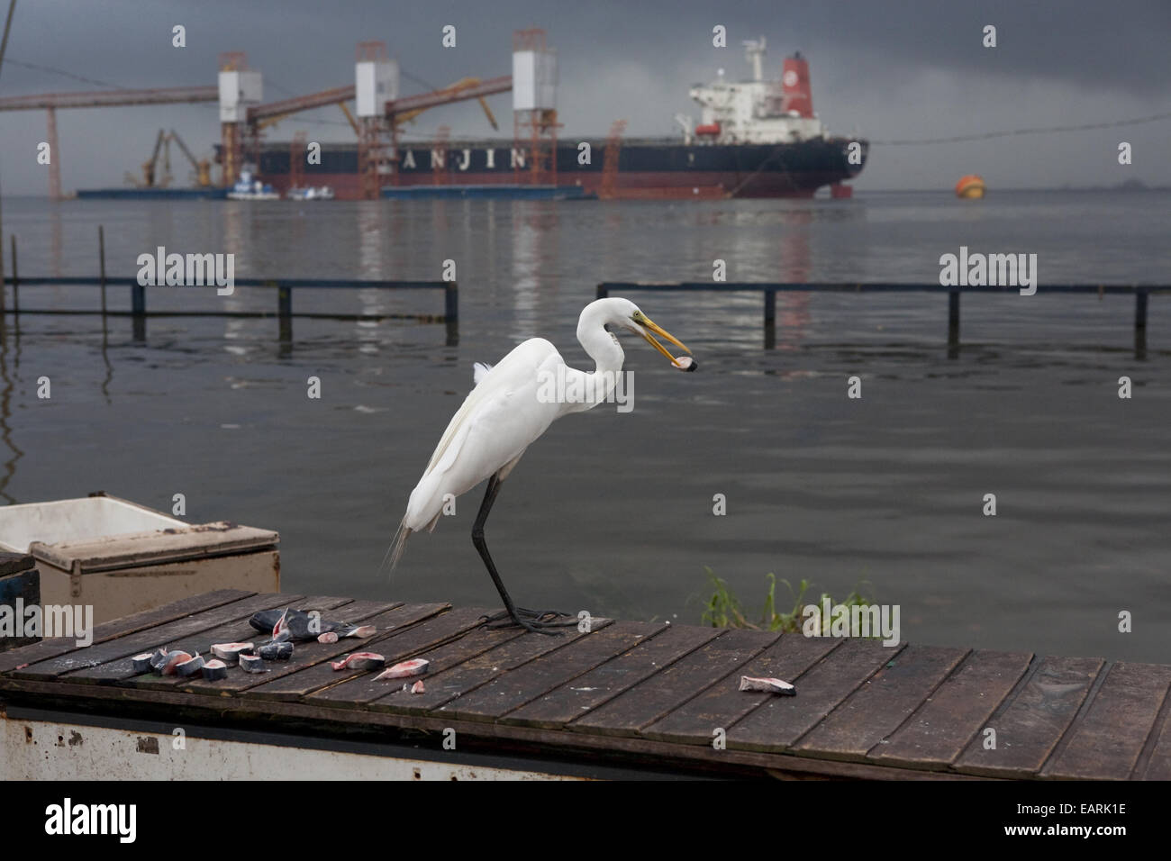 Aironi mangiare pesce pezzi lasciati dai pescatori Foto Stock