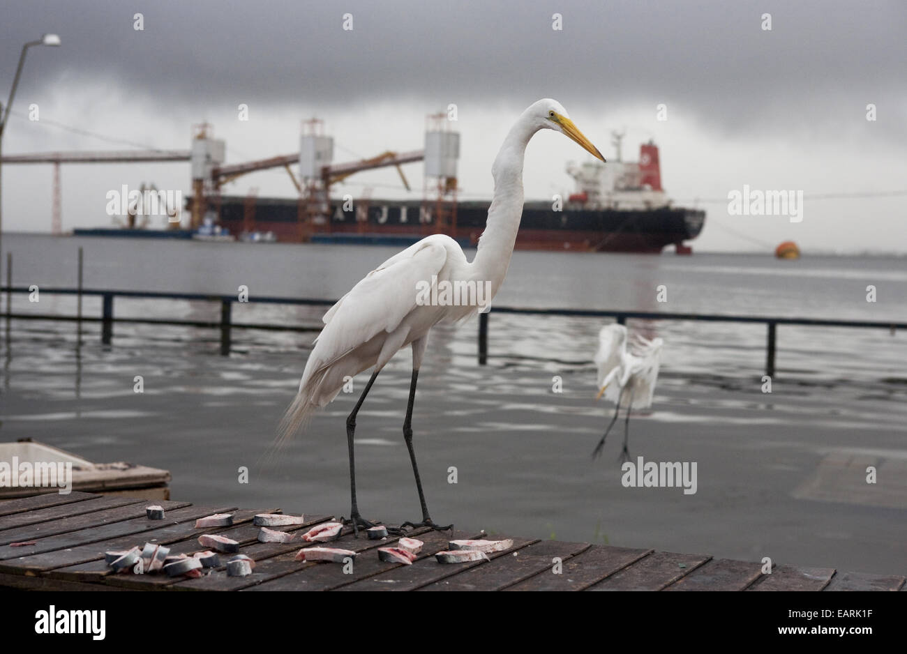Aironi mangiare pesce pezzi lasciati dai pescatori Foto Stock