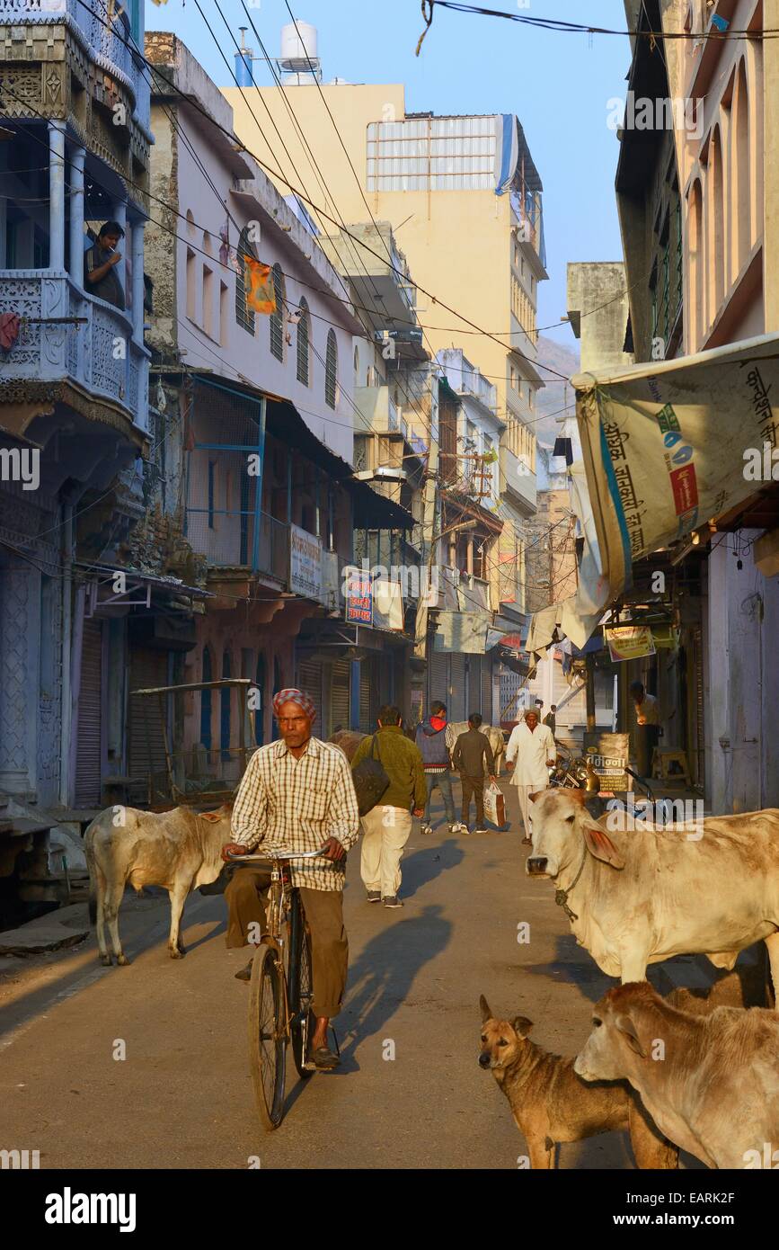India Rajasthan, regione di Mewar, Bundi atmosfera da villaggio di una strada con le sue vacche sacre, un ciclista Foto Stock