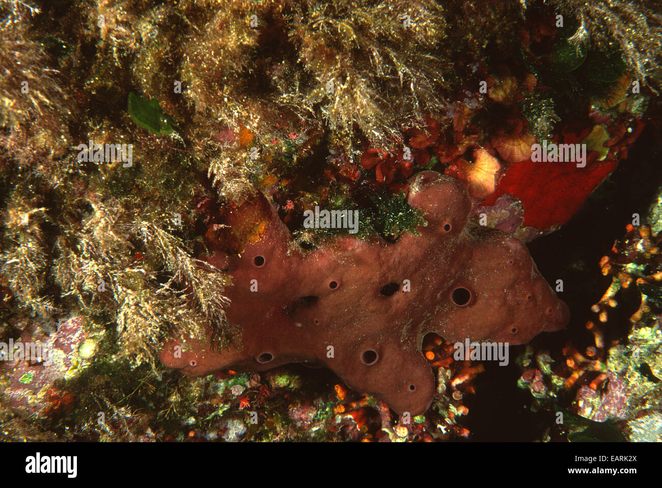 Spugna di mare Petrosia ficiformis, Petrosiidae (Demospongiae), Sinis, Sardegna, Mare Mediterraneo, Italia Foto Stock
