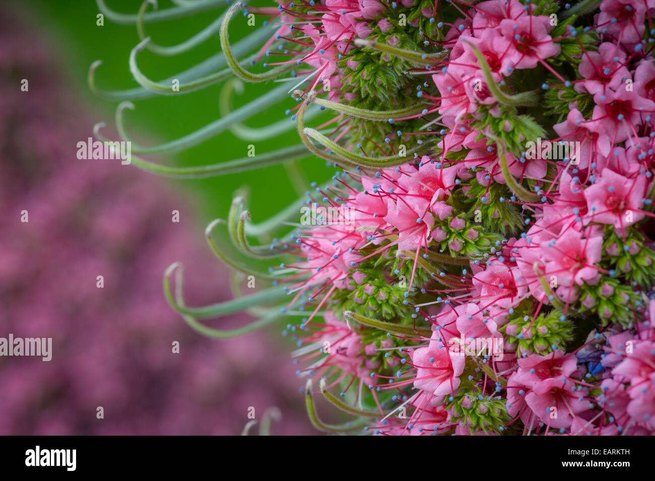 Torre di gioielli Red Bugloss minuscoli fiori di colore rosa Foto Stock