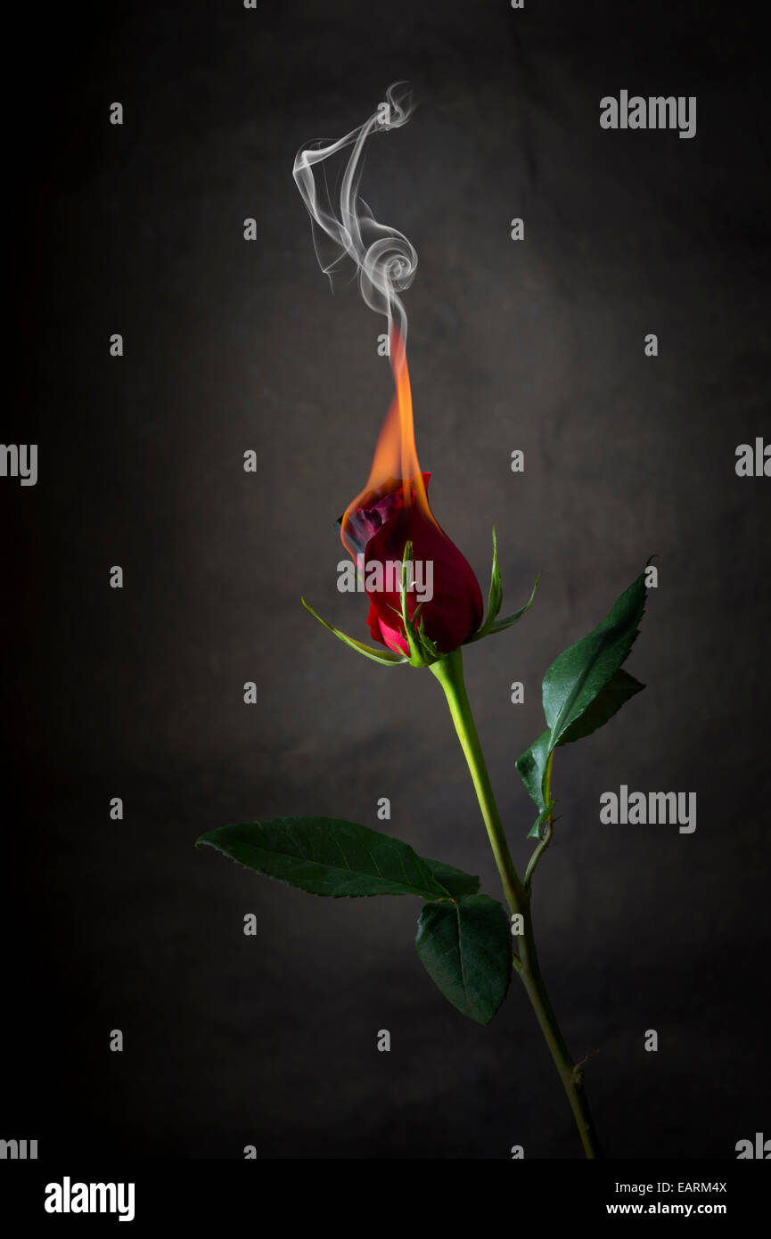 Red Rose sul fuoco, Flaming fiore Foto Stock