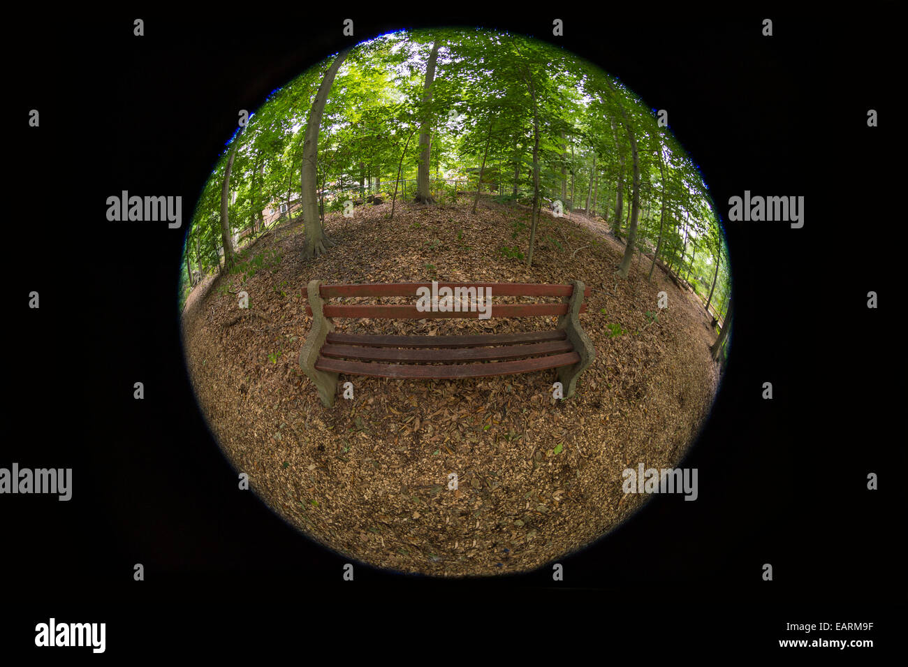 Una panchina nel parco in foresta Foto Stock