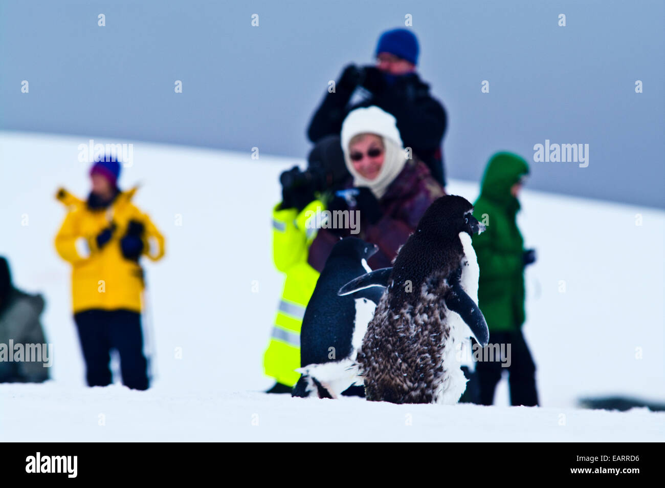 Un Adelie Penguin waddles attraverso un gruppo di turisti su un gelido shore. Foto Stock