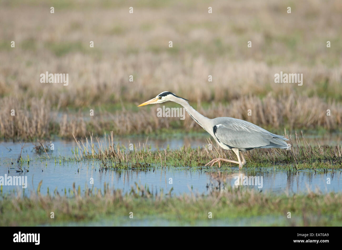 Airone cenerino Ardea cinerea pesca Kent REGNO UNITO Foto Stock