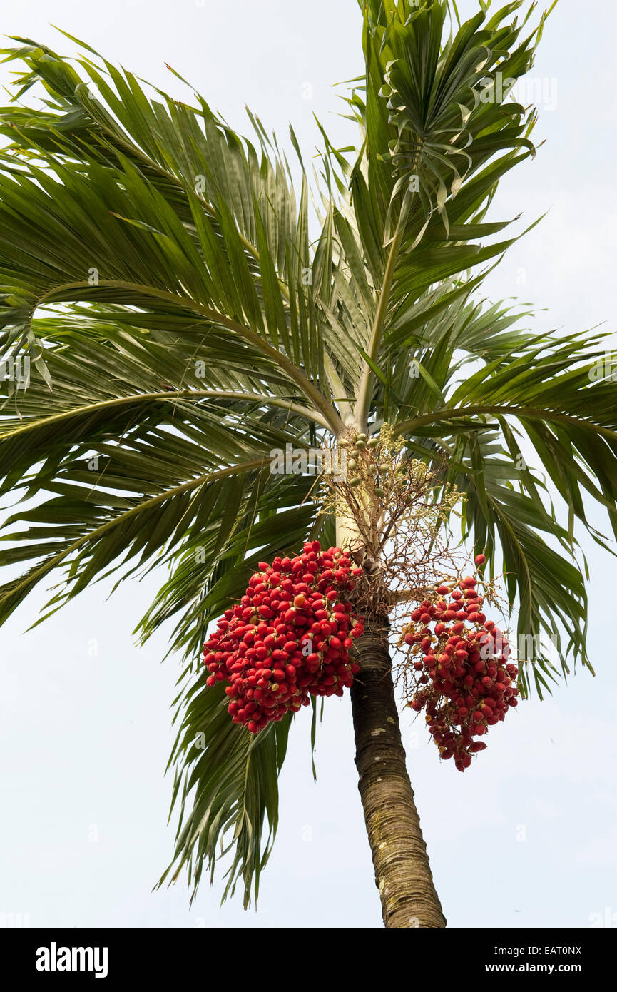 Frutti di Palma Panama Foto Stock