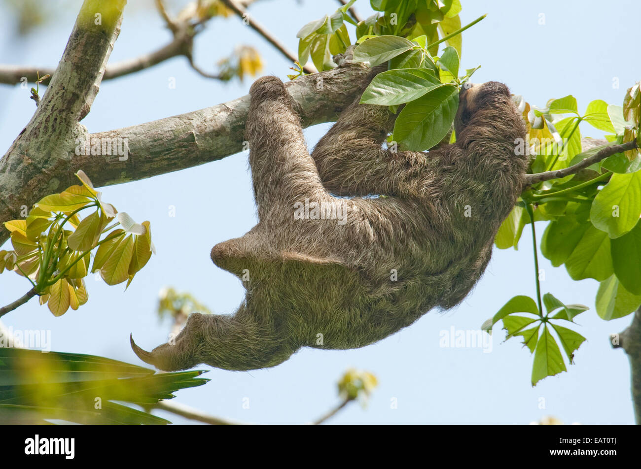 Brown Throated Sloth Bradypus variegatus Panama Foto Stock