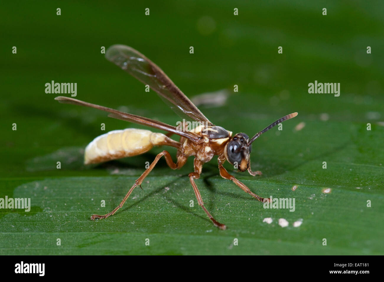 Carta notturno o Polistine Wasp Apoica pallens Panama Foto Stock