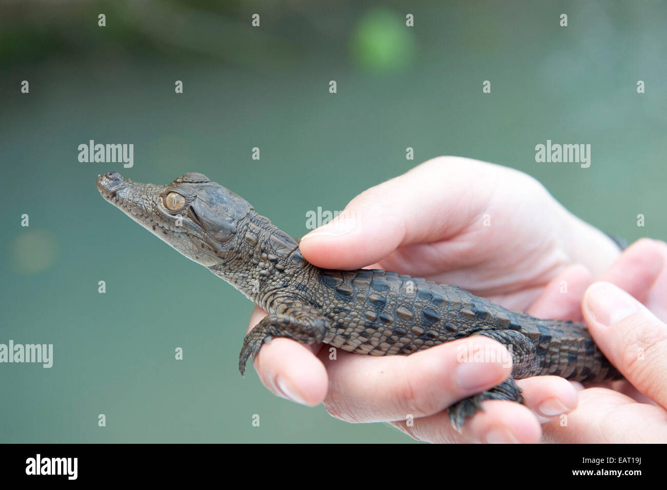 Persona in possesso di giovani Spectacled Cayman crocodilus Caimano Panama Foto Stock