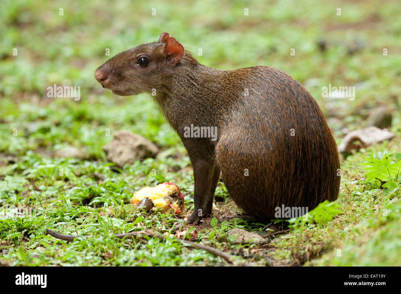 America centrale aguti Dasyprocta punctata Panama Foto Stock