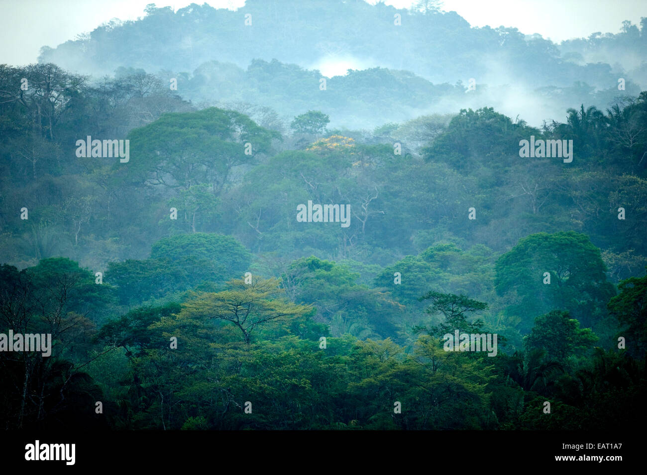 Vista sulla giungla baldacchino Misty nuvole Panama Foto Stock