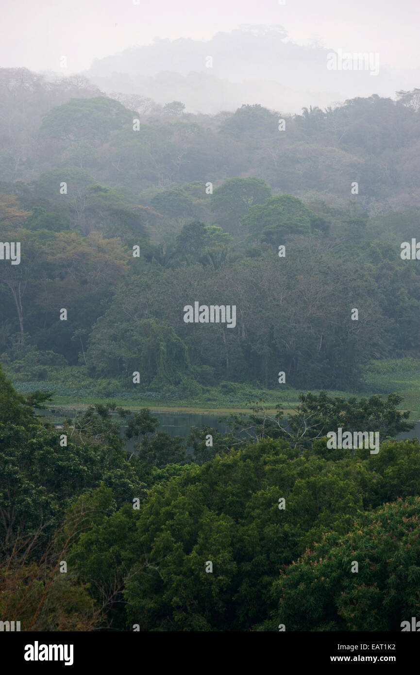 Vista sulla giungla baldacchino Misty nuvole Panama Foto Stock