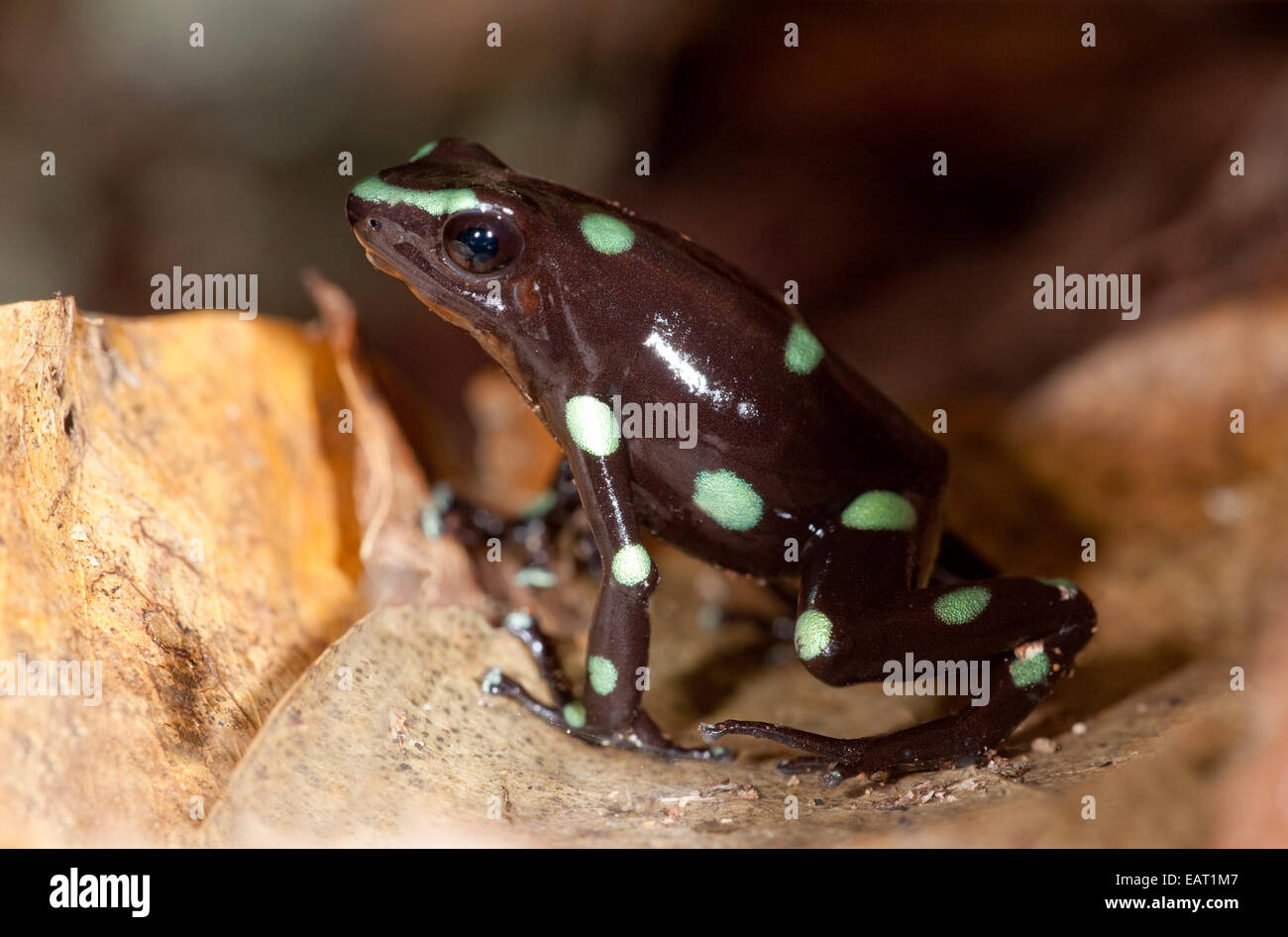 Verde e nero Poison Dart Frog Dendrobates auratus Panama Foto Stock