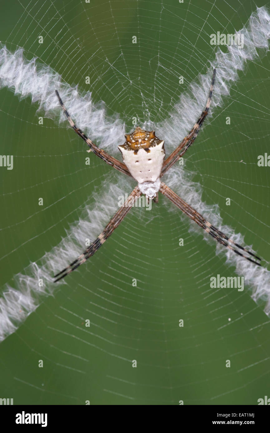 Argento ragno Argiope Argiope argentata Panama Foto Stock