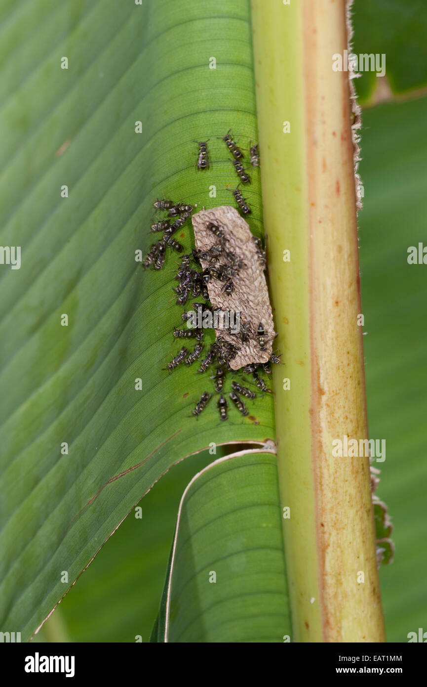 Carta vespe genere Mischocyttarus Panama Foto Stock
